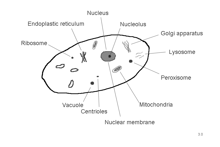 A Typical Cell